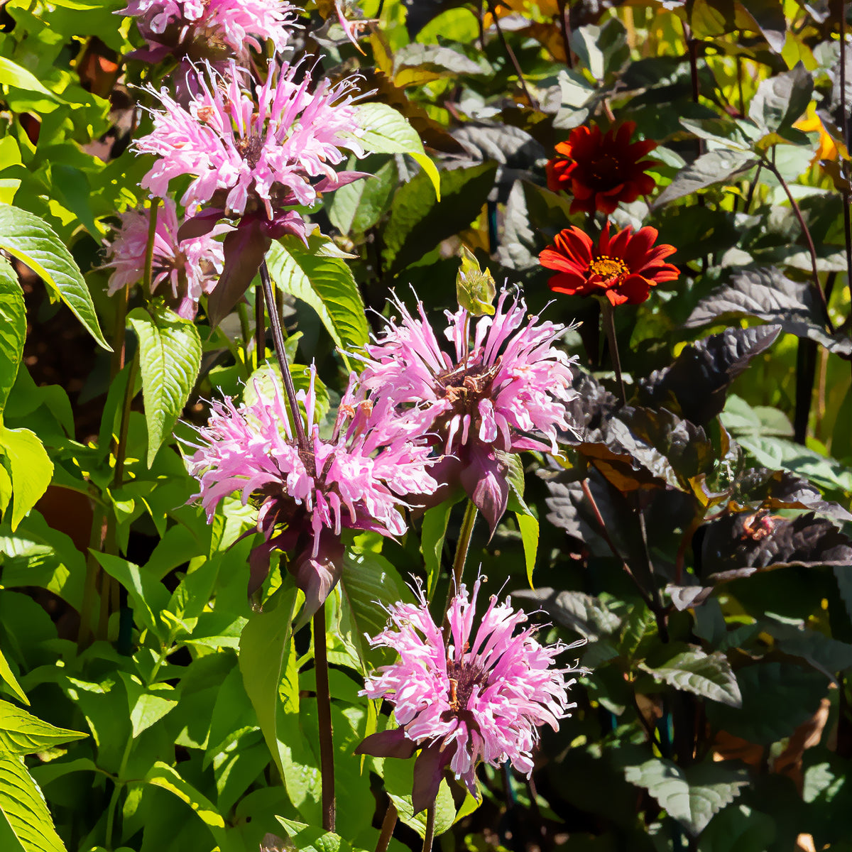 Monarde Beauty of Cobham - Bakker