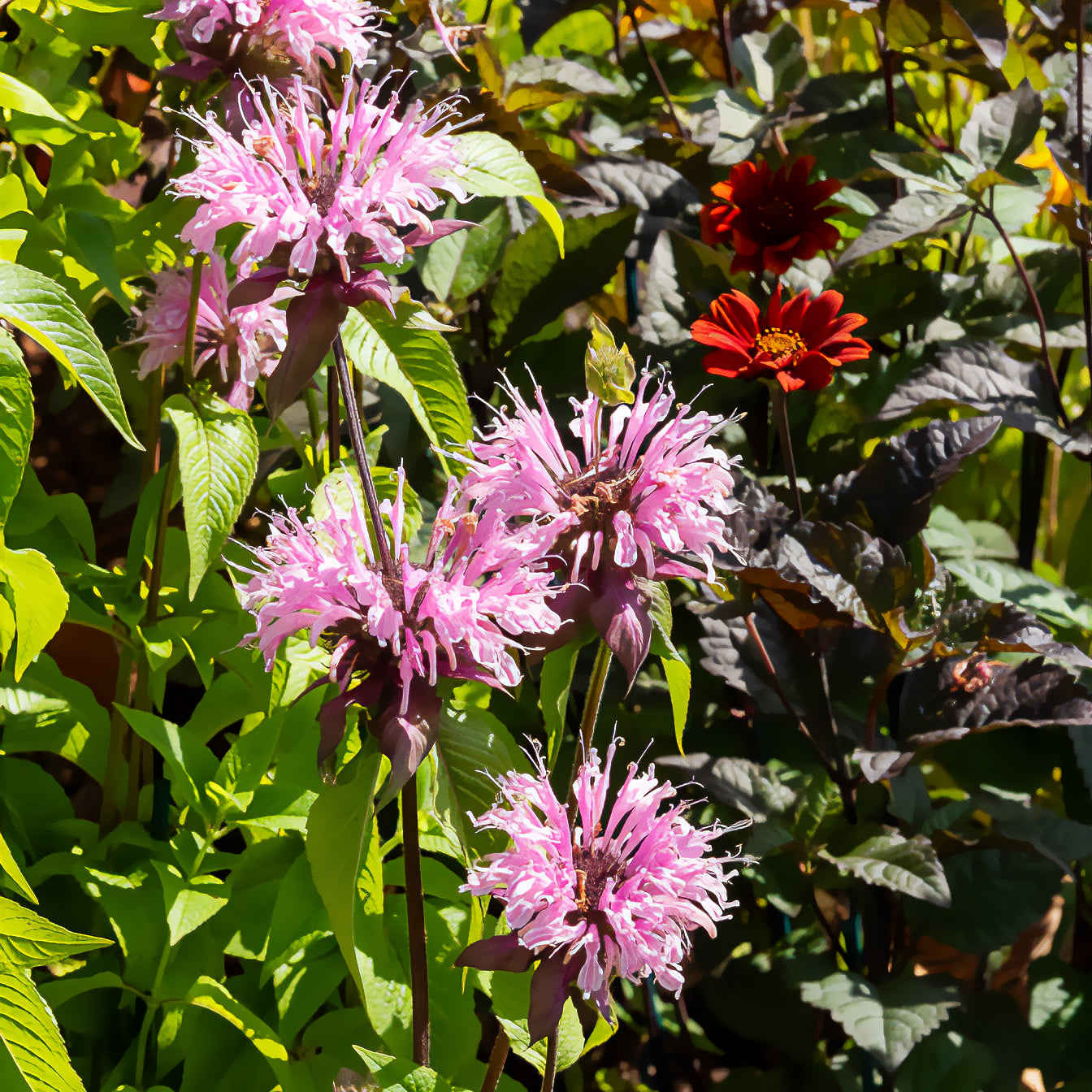 Monarde Beauty of Cobham - Bakker