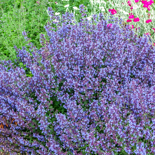 Nepeta Kit Cat - Bakker