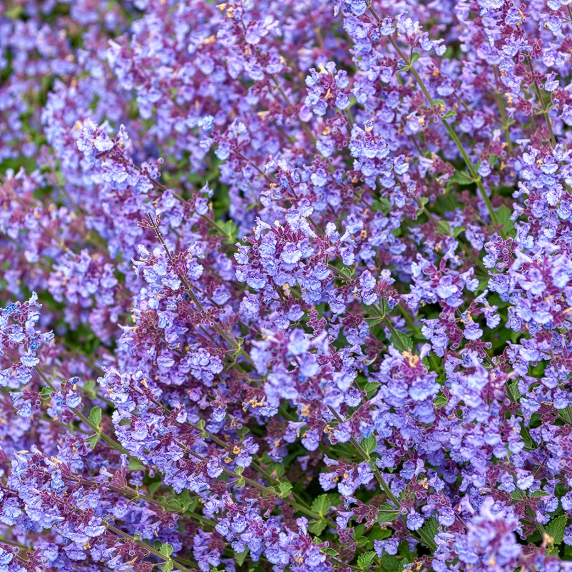 Nepeta Kit Cat - Nepeta Kit Cat - Bakker