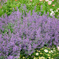 Nepeta Six Hills Giant - Bakker