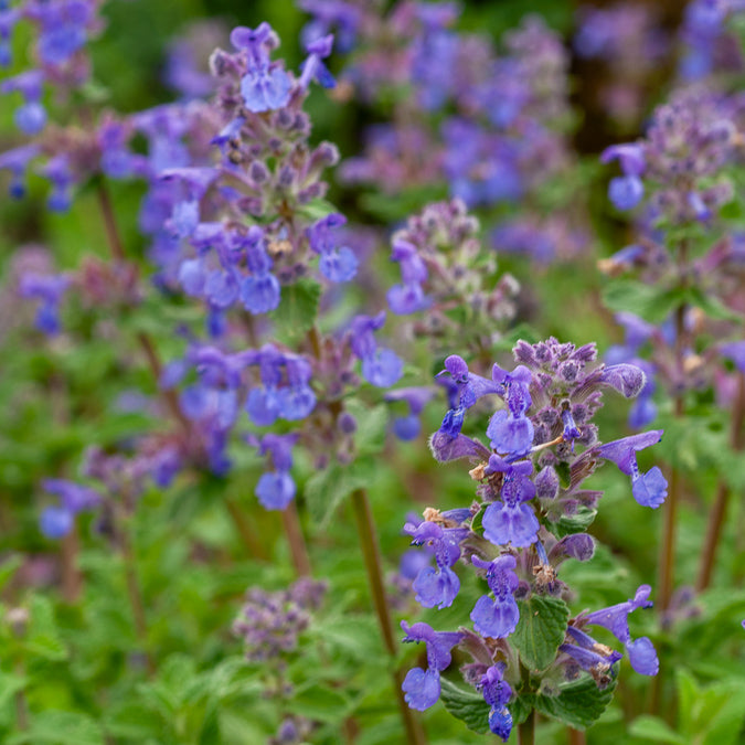 Nepeta mussinii - Nepeta mussinii - Nepeta