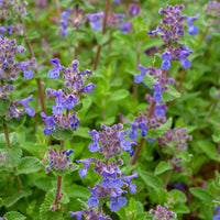 Nepeta - Nepeta mussinii - Nepeta mussinii