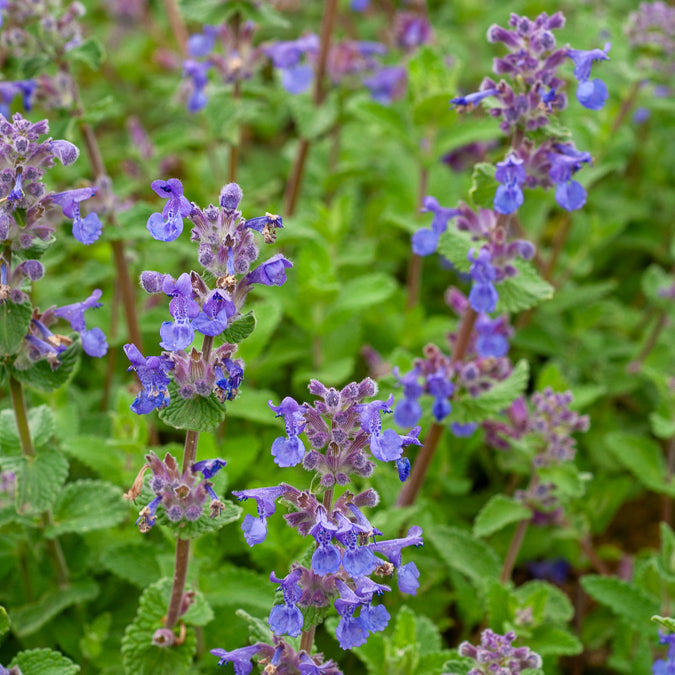 Nepeta - Nepeta mussinii - Nepeta mussinii