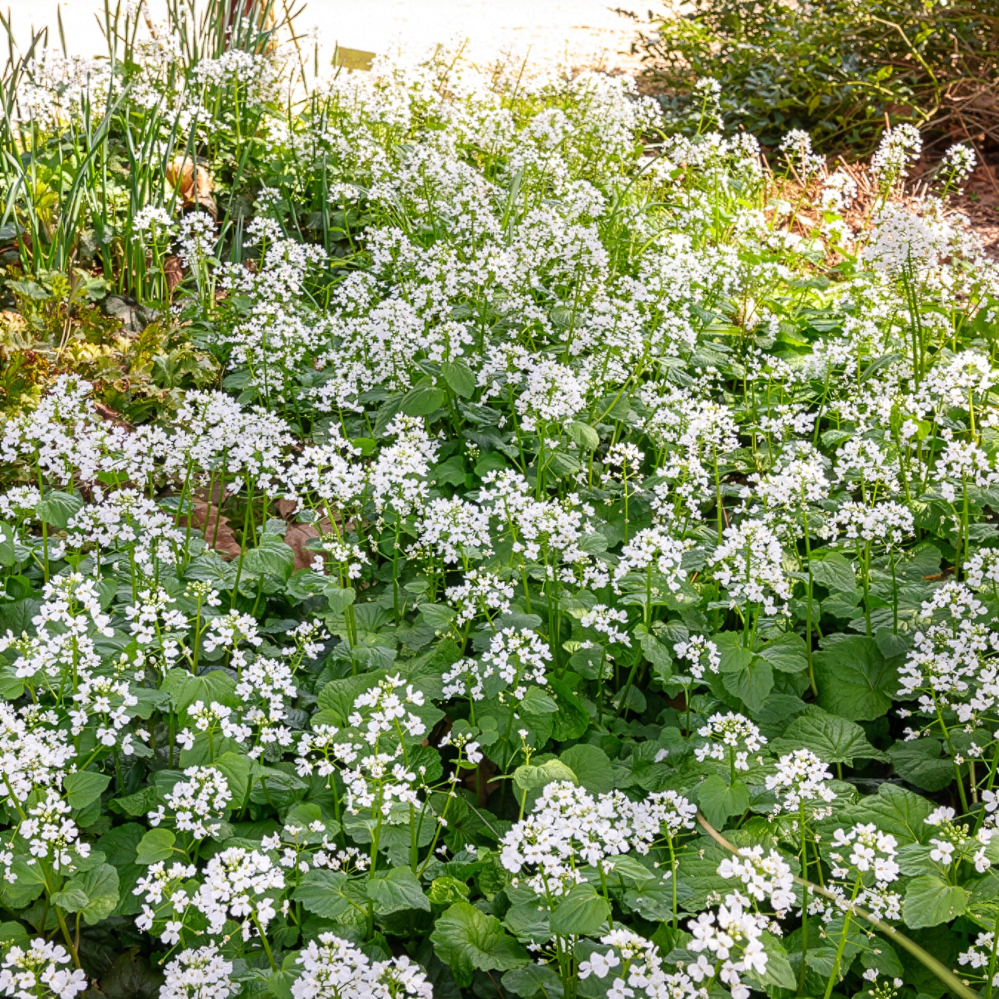 Vente Pachyphragma macrophyllum