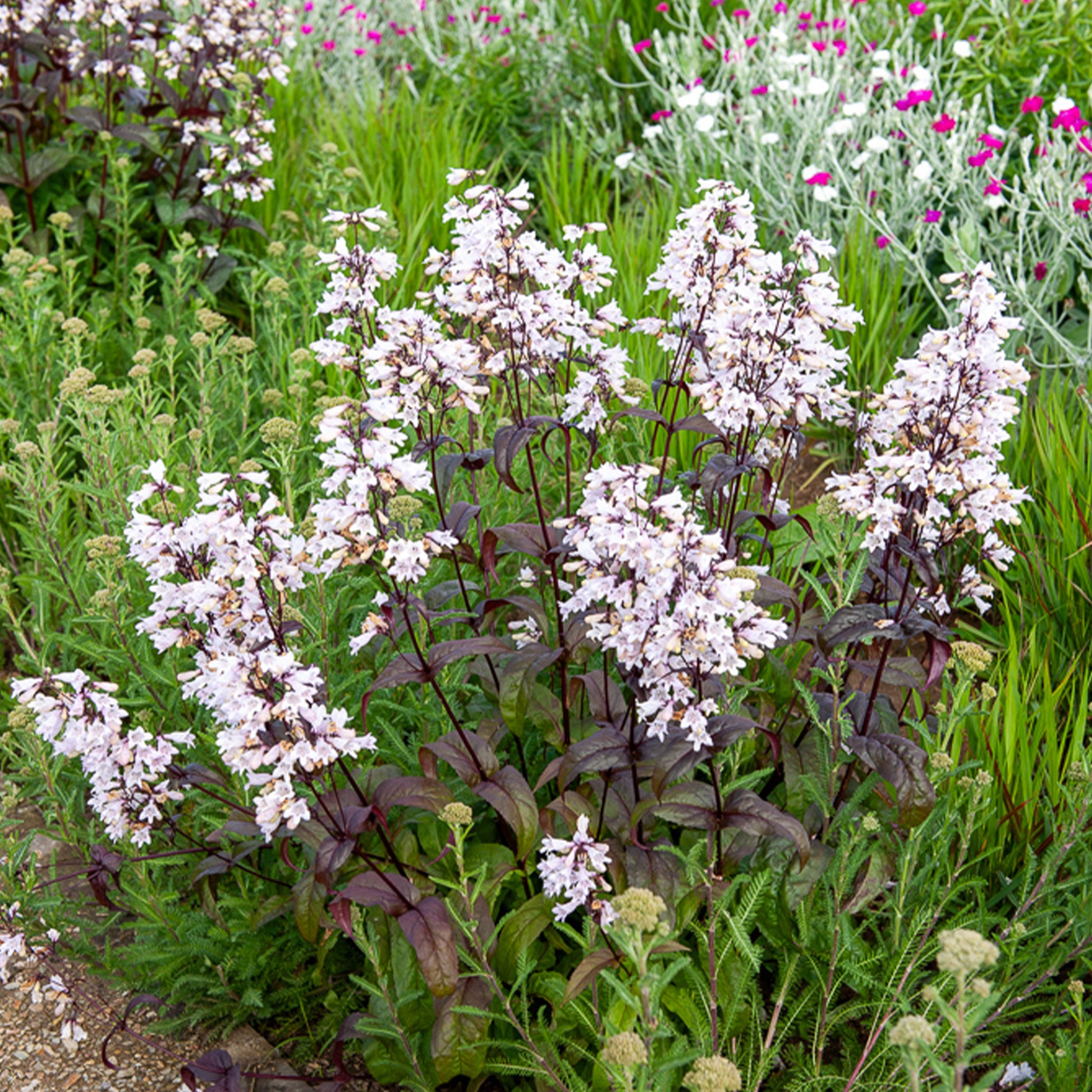 Galane - Galane Husker Red - Penstemon - Penstemon digitalis Husker Red