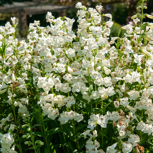 Galane White Bedder - Penstemon