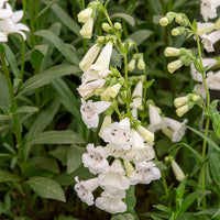 Penstemon White Bedder - Galane White Bedder - Penstemon - Galane