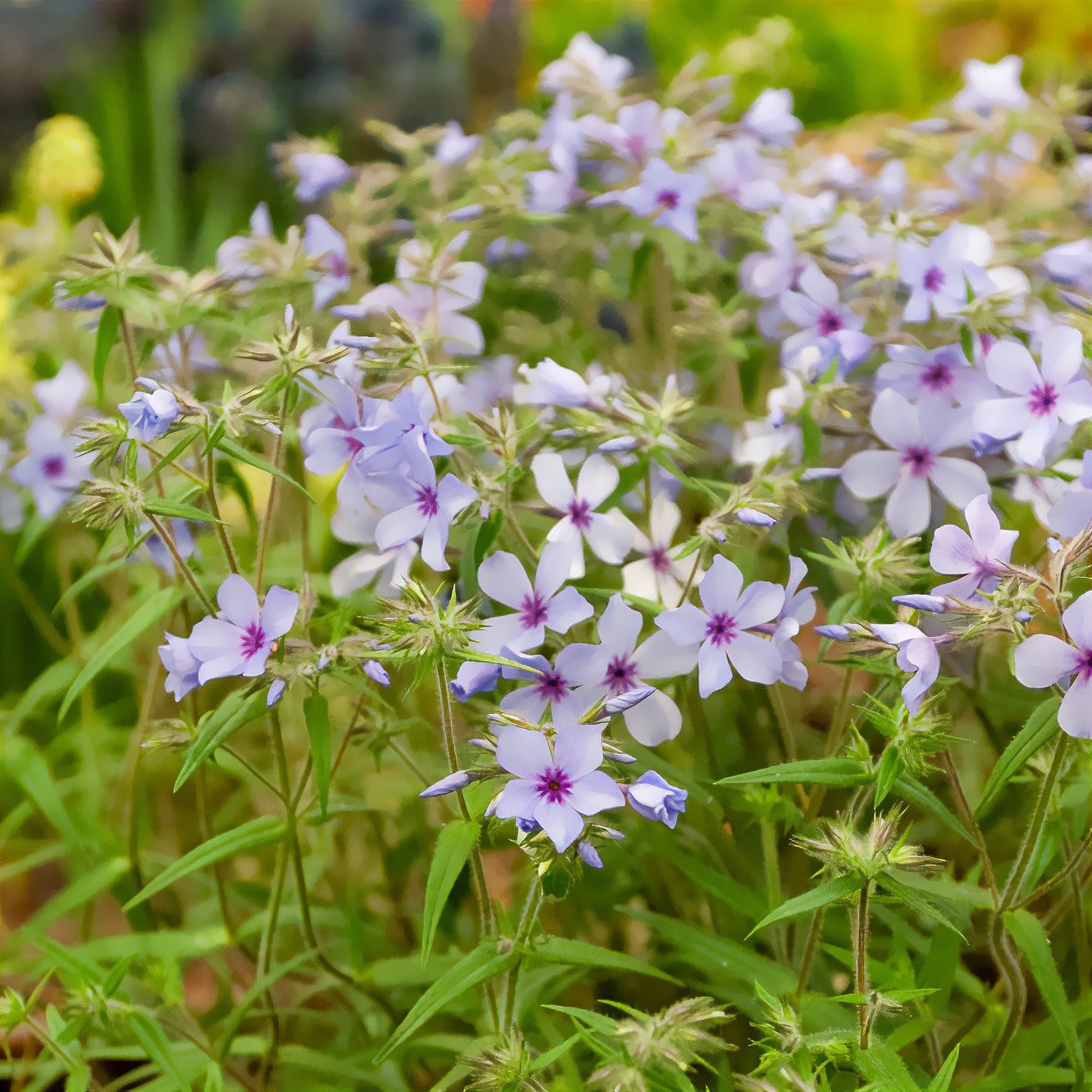 Vente Phlox divaricata Chattahoochee - Phlox divaricata chattahoochee