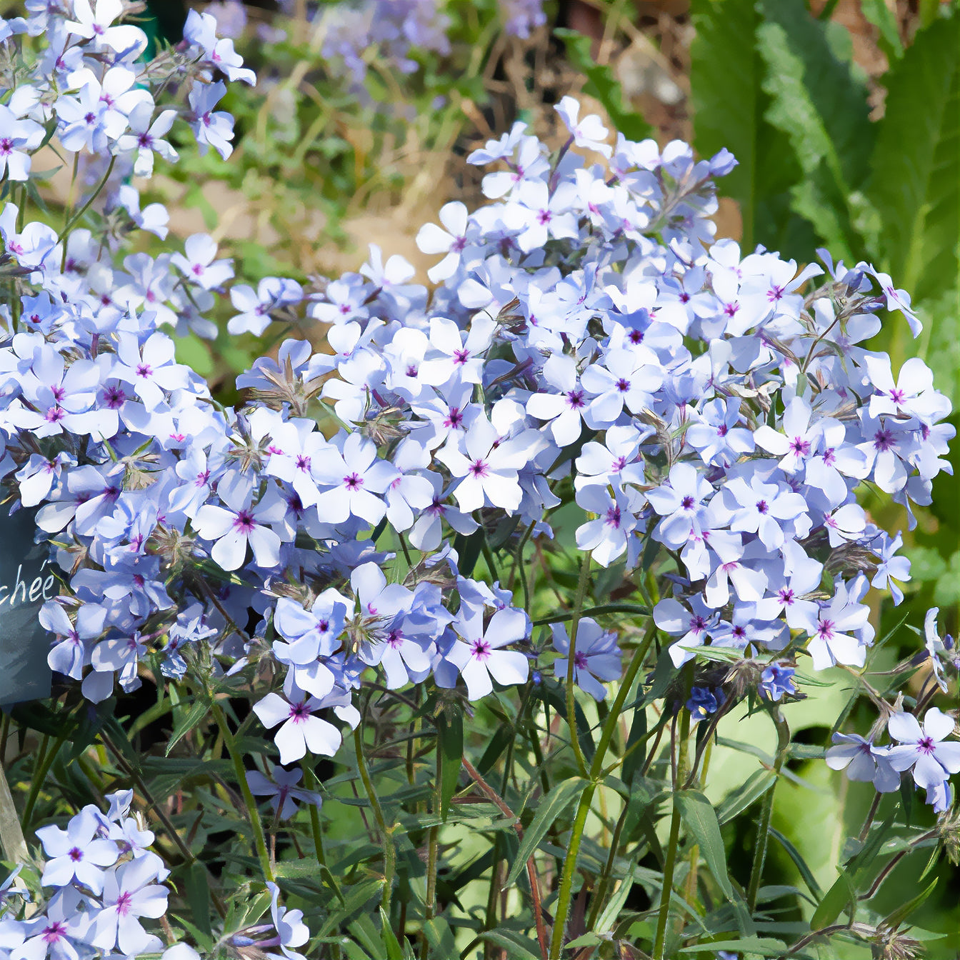 Phlox divaricata Chattahoochee - Bakker