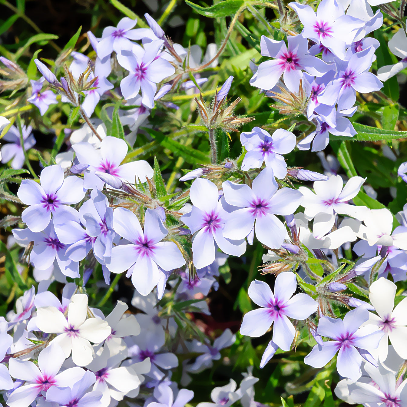 Phlox divaricata Chattahoochee - Phlox divaricata chattahoochee - Bakker