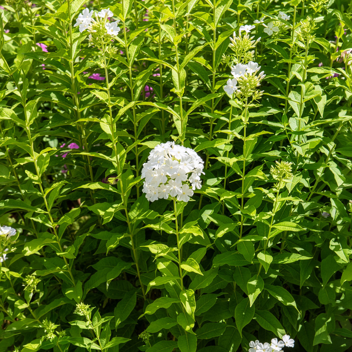Phlox paniculé Fujiyama - Phlox paniculata fujiyama - Bakker