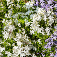 Phlox - Phlox mousse White Delight - Phlox subulata White Delight