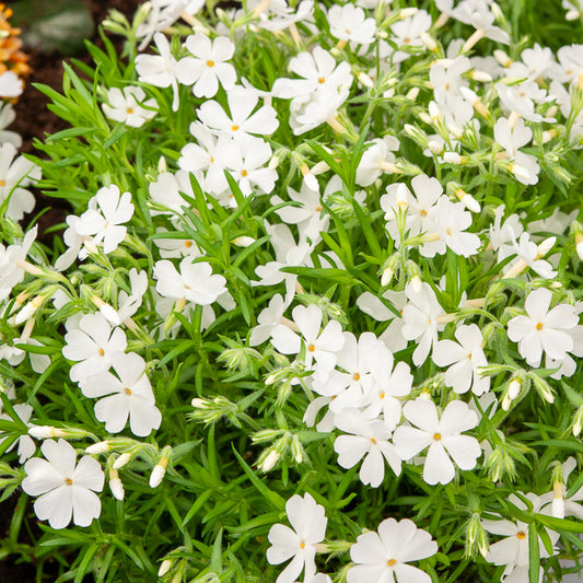 3 Phlox mousse White Delight