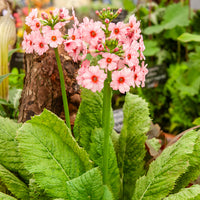 Primula japonica Apple Blossom - Primevère japonaise Apple Blossom - Vivaces fleuries