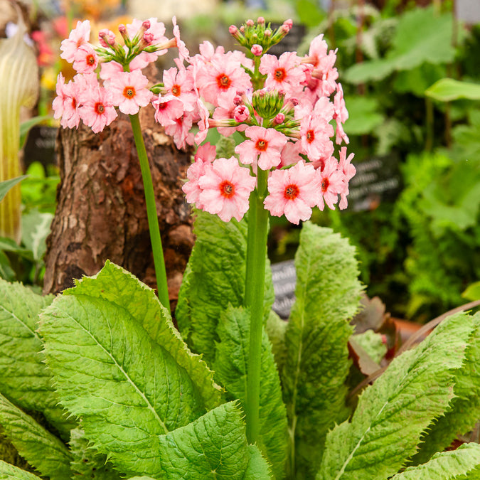 Primula japonica Apple Blossom - Primevère japonaise Apple Blossom - Vivaces fleuries