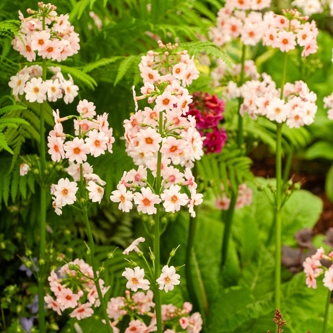 Vivaces fleuries - Primevère japonaise Apple Blossom - Primula japonica Apple Blossom