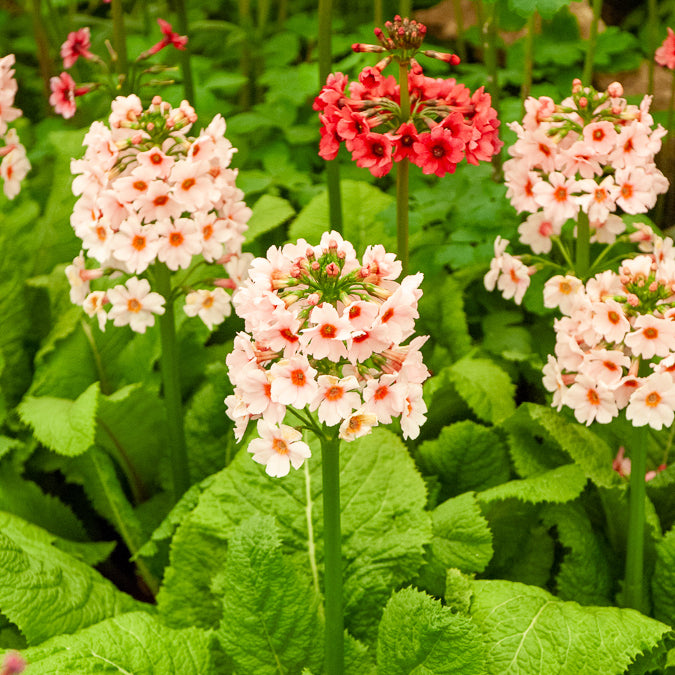 Primevère japonaise Apple Blossom - Primula japonica Apple Blossom - Bakker
