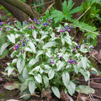 Pulmonaire Majesté - Pulmonaria saccharata Majeste - Bakker
