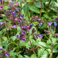 Pulmonaria saccharata Majeste - Pulmonaire Majesté - Plantes vivaces
