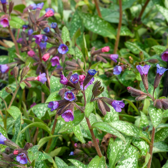 Pulmonaria saccharata Majeste - Pulmonaire Majesté - Plantes vivaces