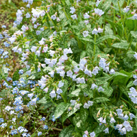 Pulmonaire Ocupol Opal - Pulmonaria Opal - Bakker