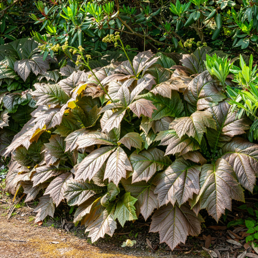 Rodgersia à feuilles larges - Bakker