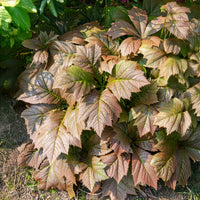 Rodgersia à feuilles larges - Rodgersia podophylla - Bakker