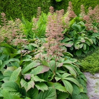 Vente Rodgersia à feuilles larges - Rodgersia podophylla