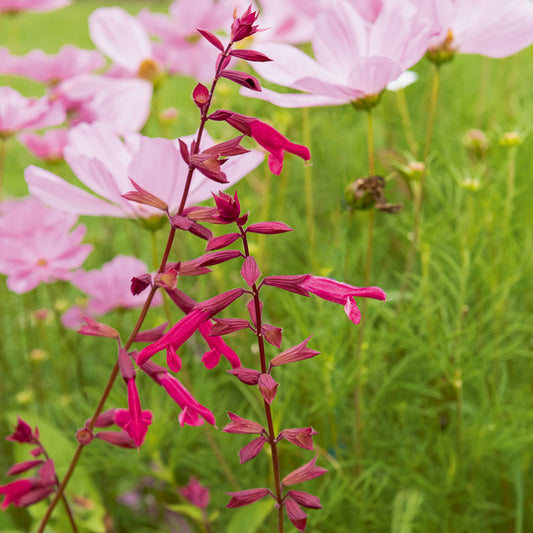 Sauge Wendys Wish - Bakker