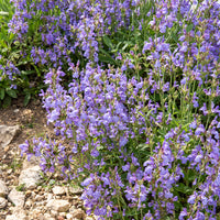 Salvia lavandulifolia - Sauge à feuilles de lavande - Sauges