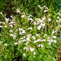 Salvia microphylla Gletsjer - Sauge arbustive Gletsjer - Sauges