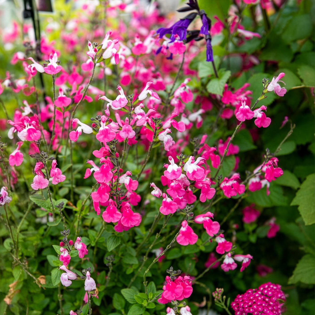 Sauges - Sauge arbustive Pink lips - Salvia microphylla Pink Lips