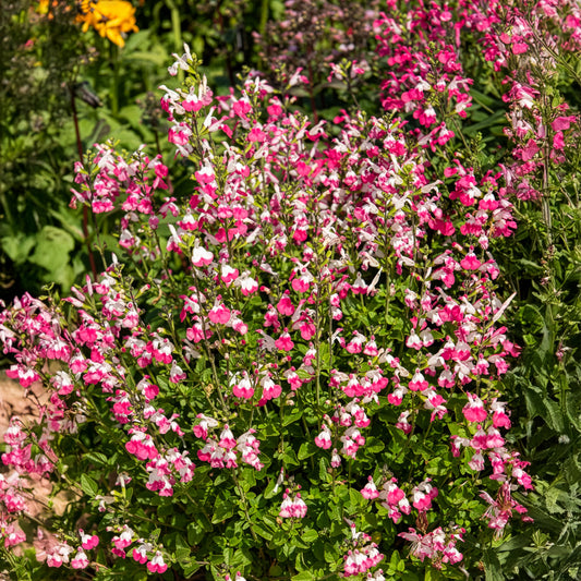 Sauge arbustive Pink lips - Bakker