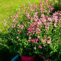 Sauge arbustive Pink lips - Salvia microphylla Pink Lips - Bakker