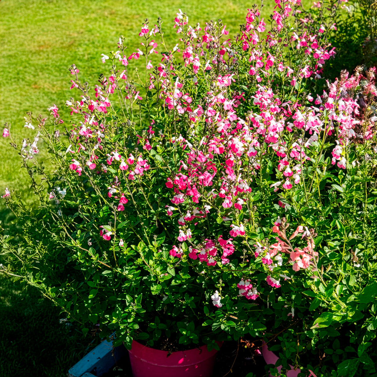 Sauge arbustive Pink lips - Salvia microphylla Pink Lips - Bakker