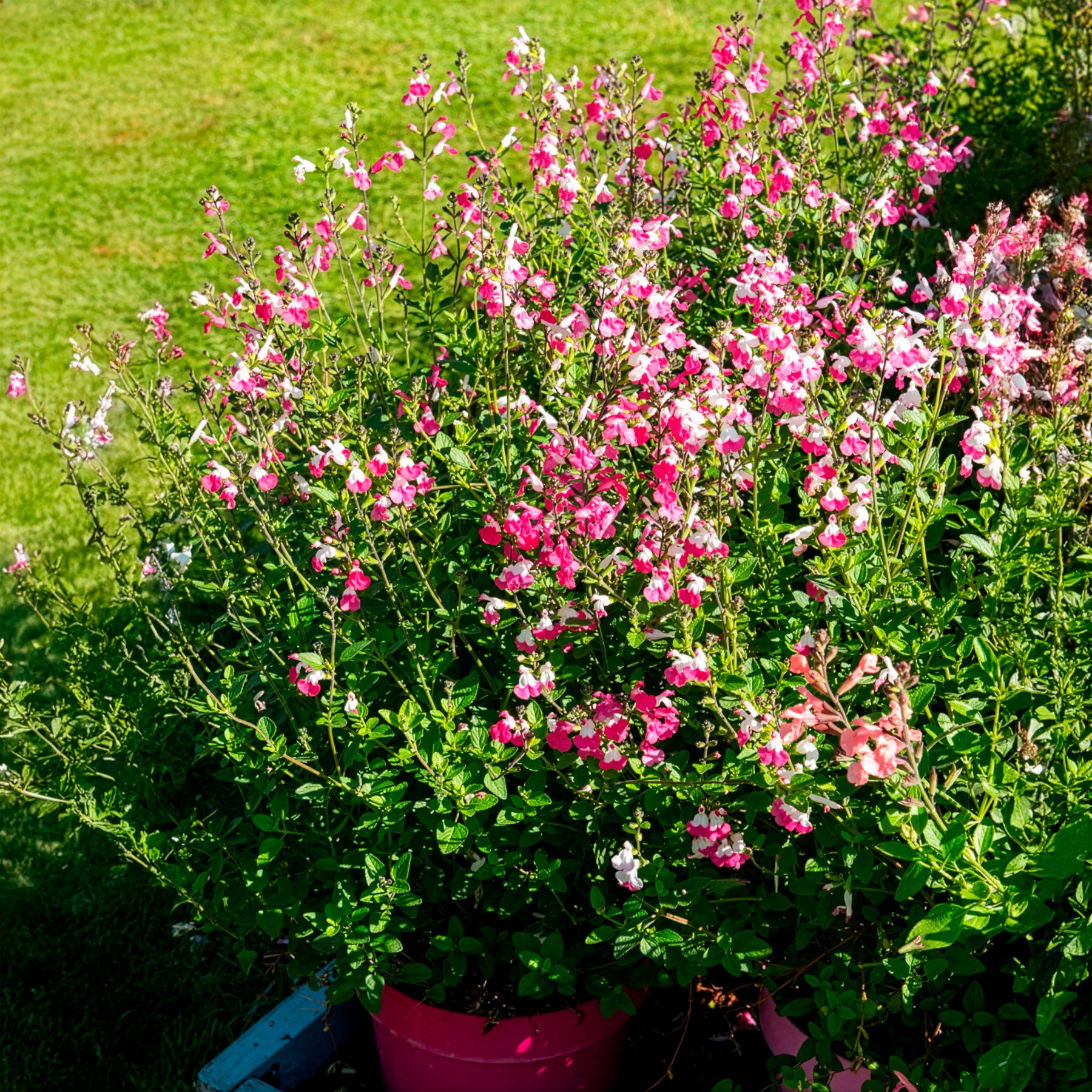 Sauge arbustive Pink lips - Salvia microphylla Pink Lips - Bakker