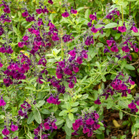 Sauge papillon de nuit - Salvia Nachtvlinder - Bakker