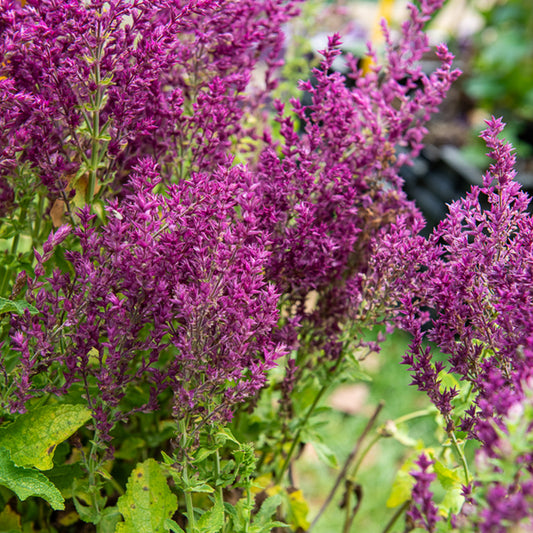 Sauge des bois Schwellenburg - Bakker