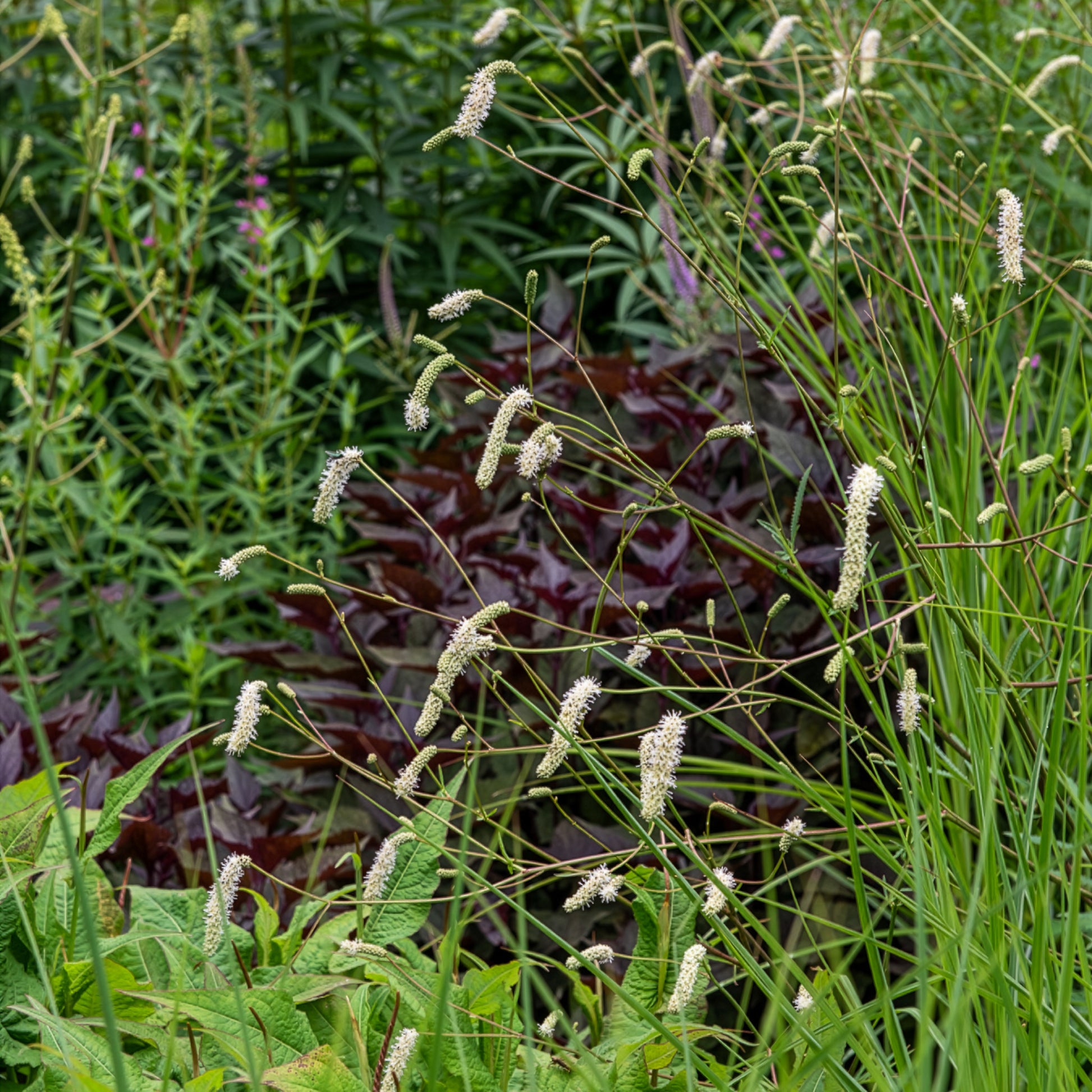 Pimprenelle blanche - Sanguisorbe - Sanguisorba tenuifolia - Bakker