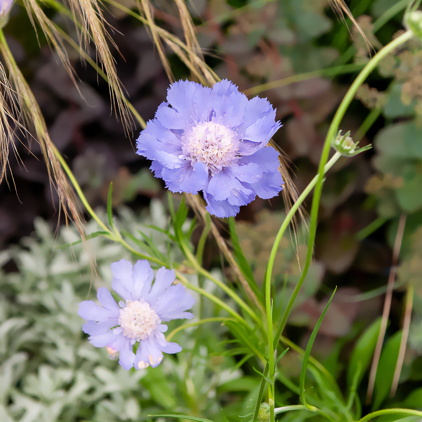 Scabieuse - Scabieuse du Caucase Perfecta - Scabiosa caucasica perfecta