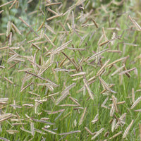 Boutelou gracieux - Bouteloua gracilis - Bakker