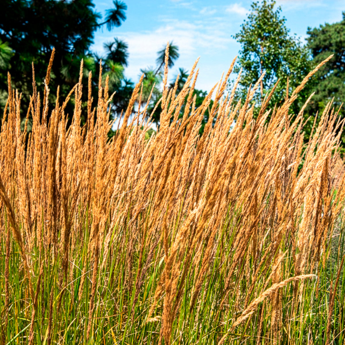 Calamagrostide érigée Karl Foester - Calamagrostis x acutiflora Karl Foerster - Bakker