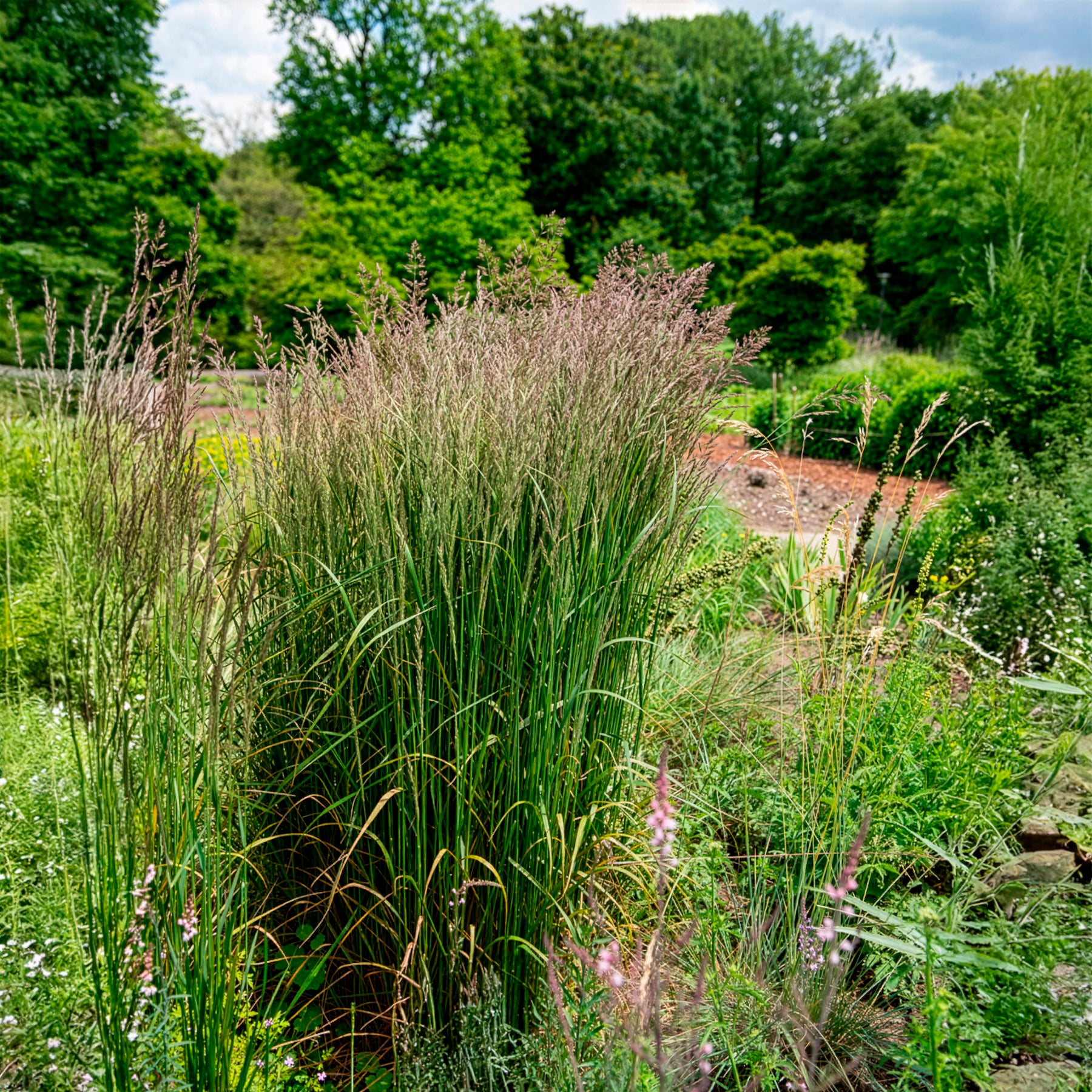 Calamagrostide érigée Karl Foester - Graminées - Bakker