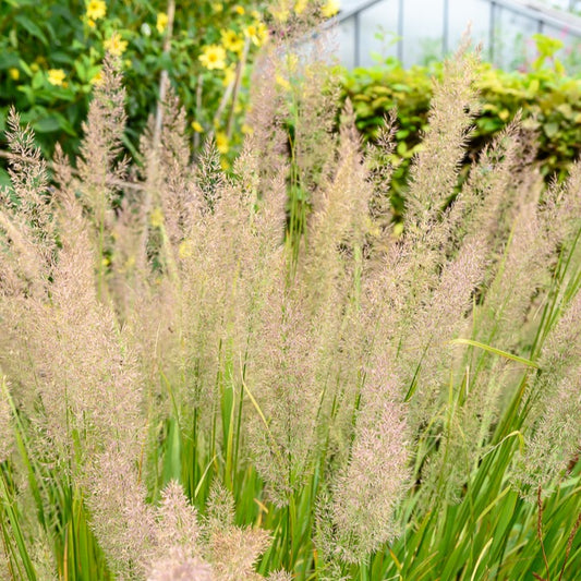 Herbe aux diamants - Bakker