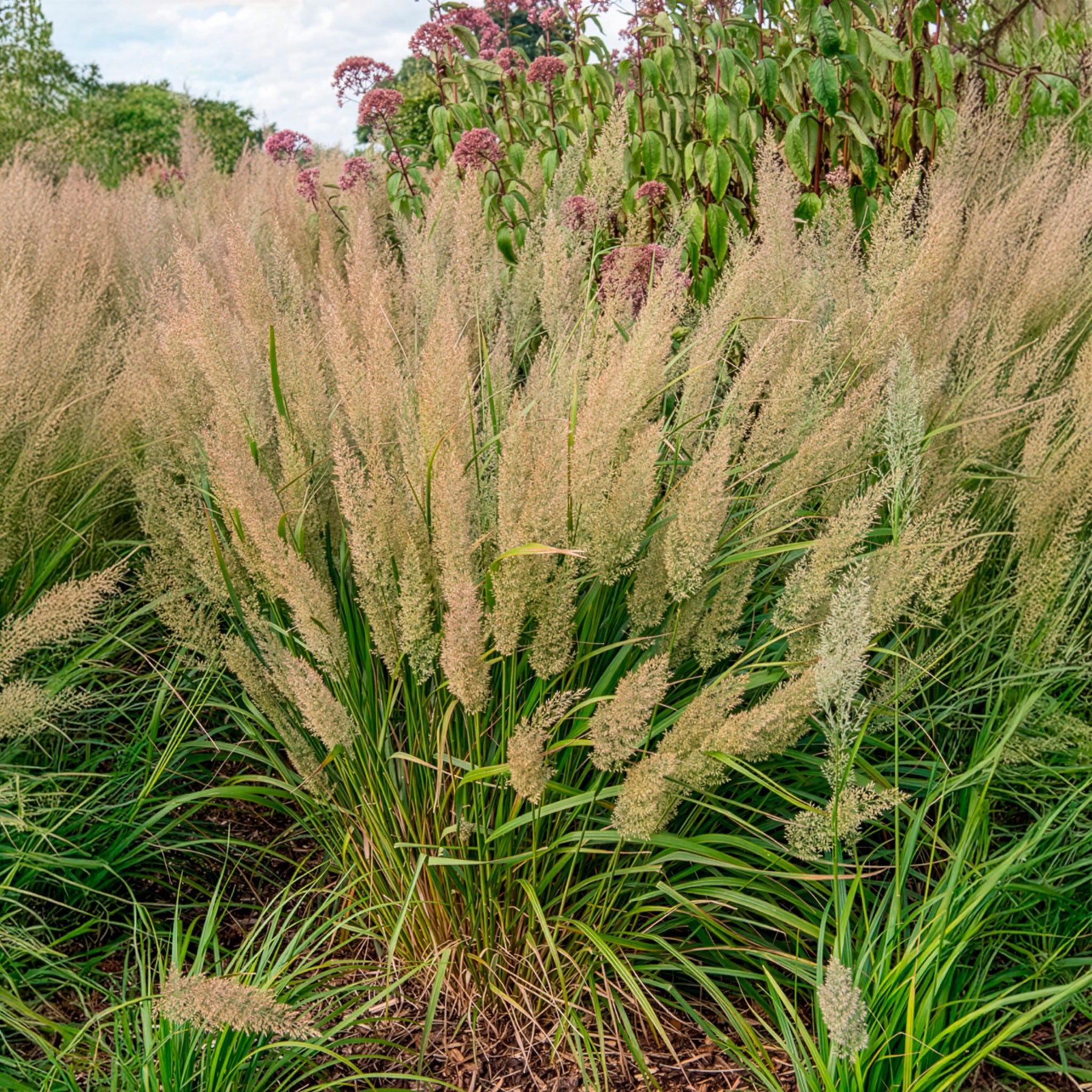 Graminées - Herbe aux diamants - Calamagrostis arundinacea var. brachytricha