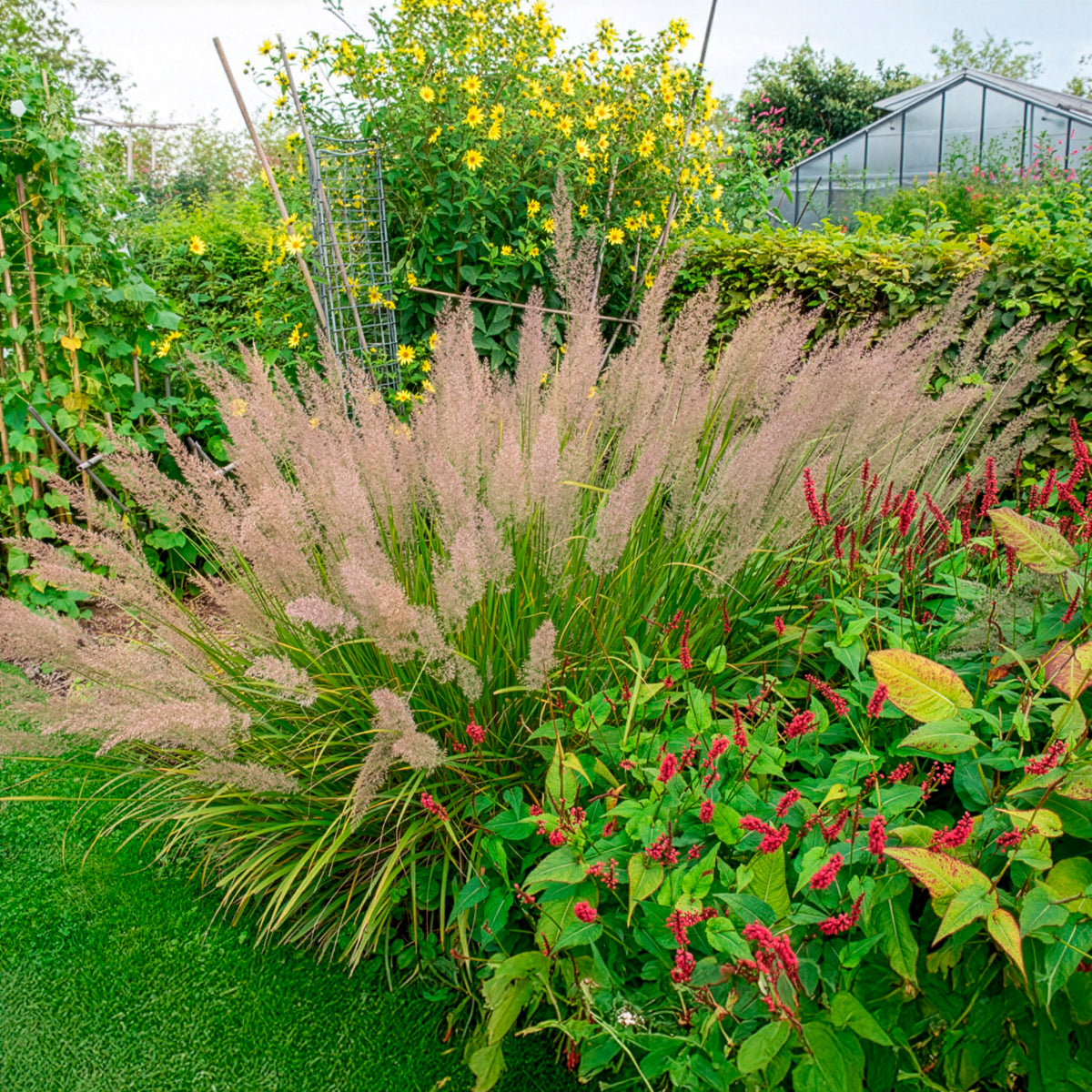 Vente Herbe aux diamants - Calamagrostis arundinacea var. brachytricha