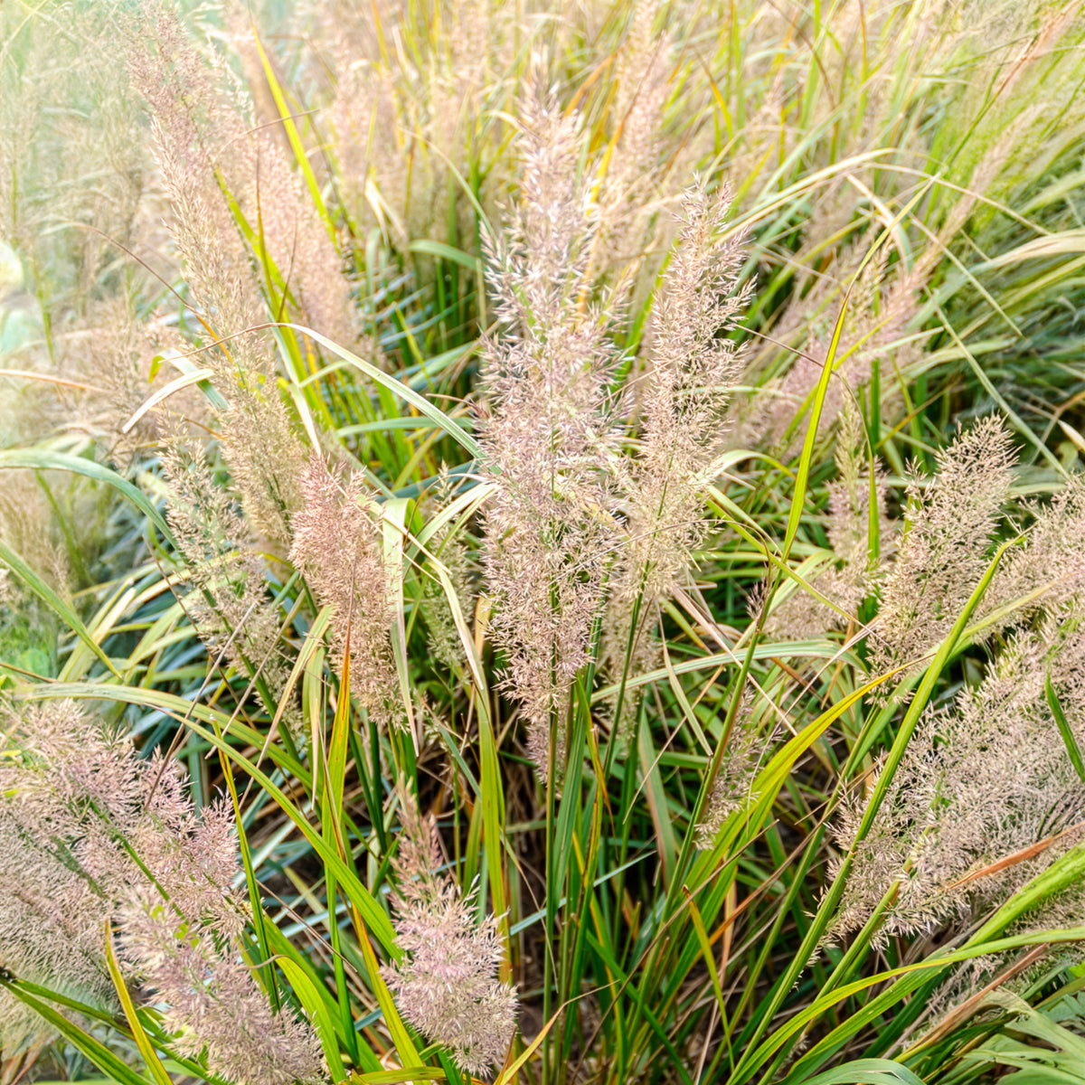 Herbe aux diamants - Graminées - Bakker