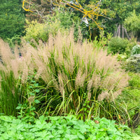 Vente Herbe aux diamants