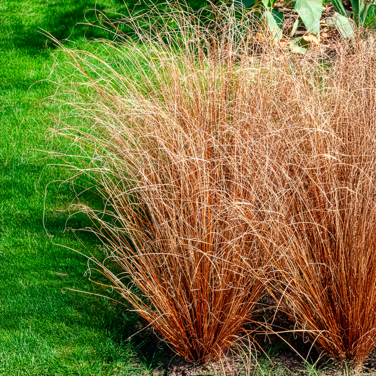Laîche de Buchanan - Carex - Carex buchananii - Bakker
